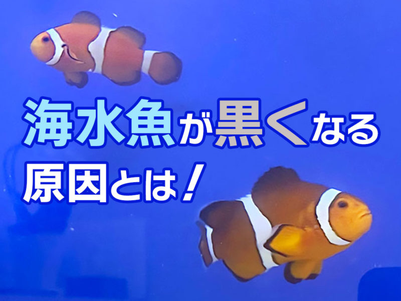 海水魚が黒くなる原因とは！の文字とクマノミの見出し画像