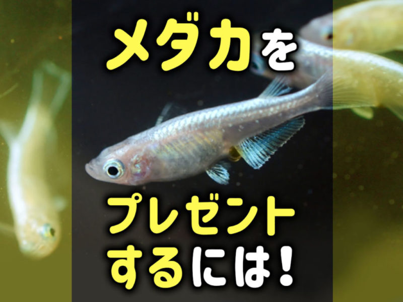 メダカをプレゼントするには!の文字と泳ぐメダカの画像