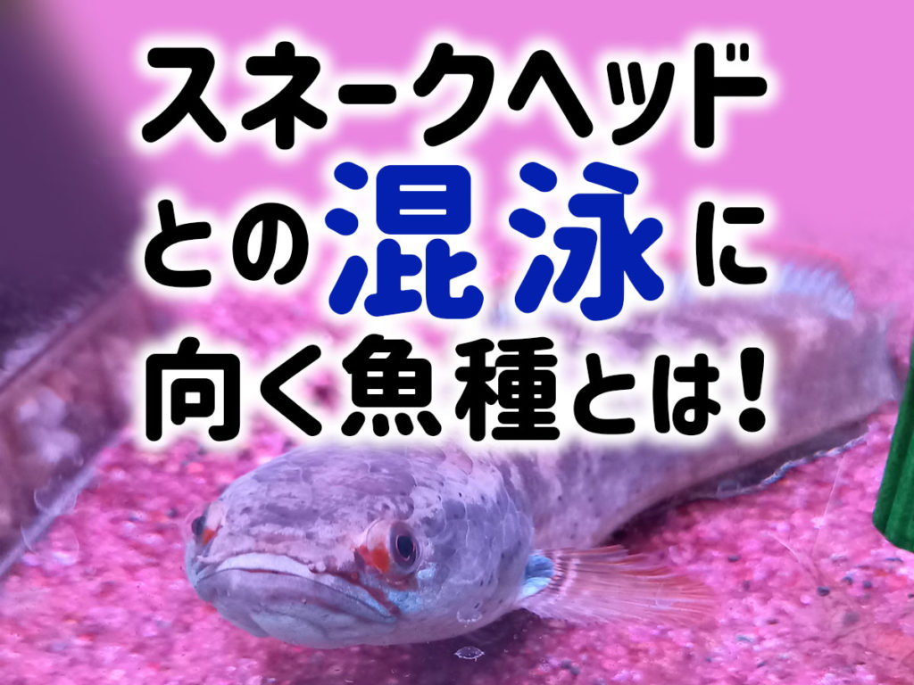 スネークヘッドとの混泳に向く魚種とは!おすすめ環境と混泳ポイントのサムネイル画像