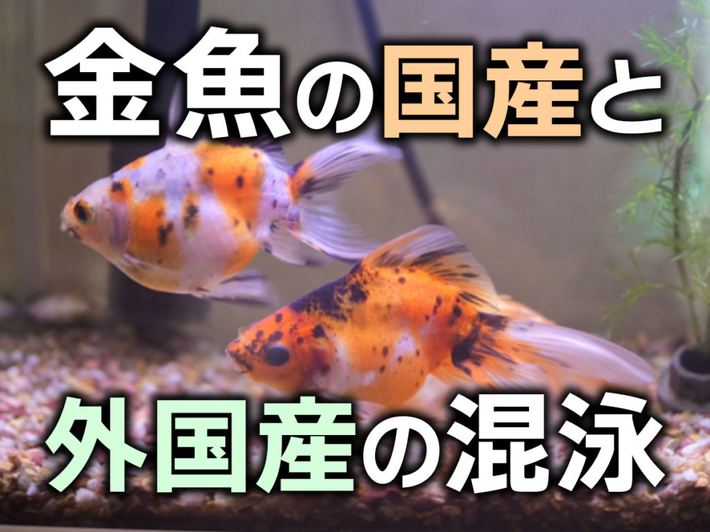 国産金魚と外国産金魚の混泳がダメな理由!病気や違い、飼育ポイントのサムネイル画像
