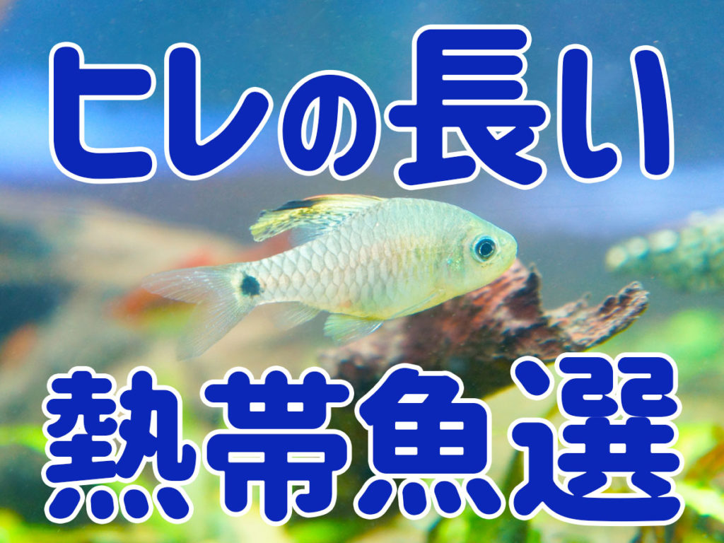 ヒレの長い熱帯魚10選!優雅なロングフィン種でアクアリウムを彩ろう!のサムネイル画像