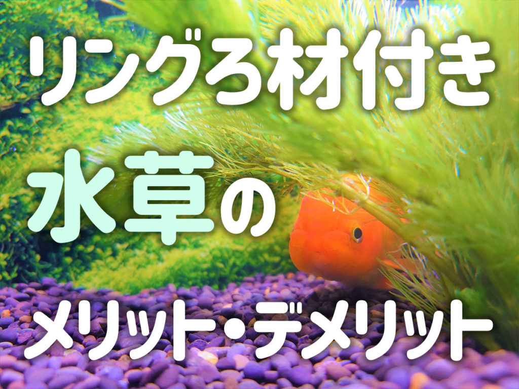 リングろ材付き水草のメリット・デメリット！重りで育てられる水草とはのサムネイル画像