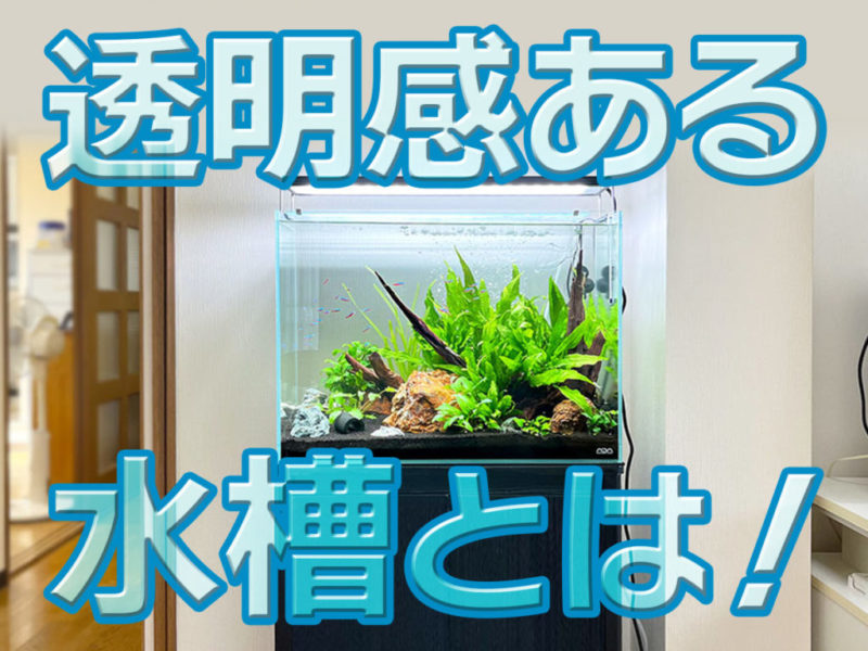透明感ある水槽とは!の文字と水草レイアウト水槽の見出し画像