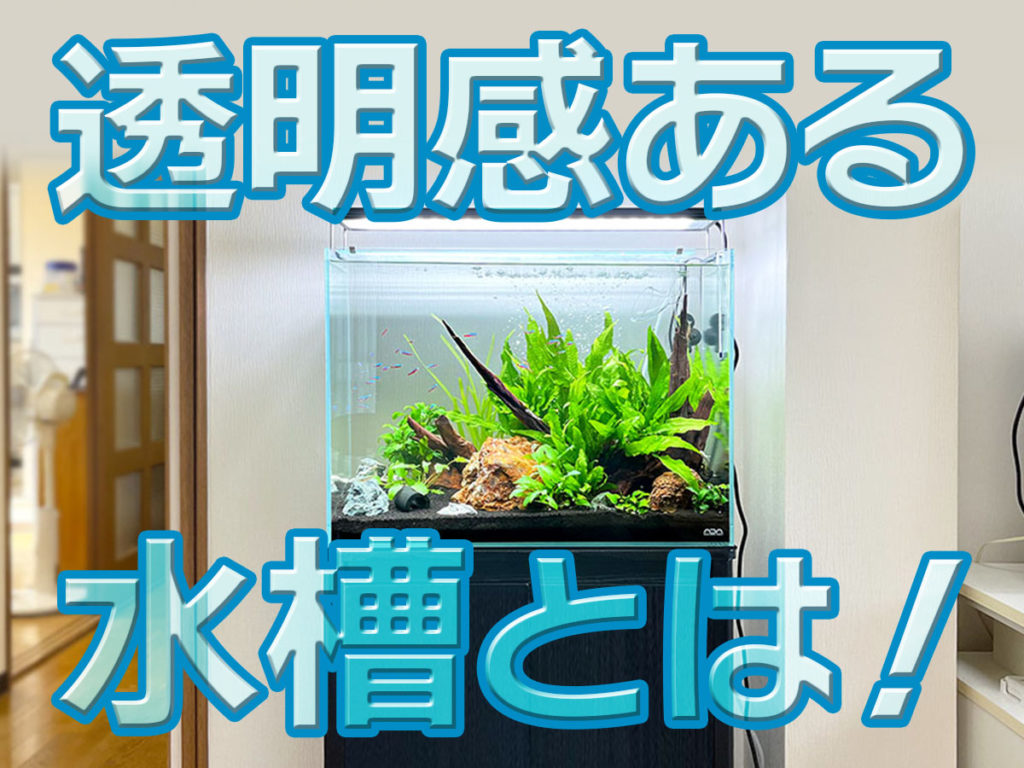 透明感のある水槽とは！水槽内が良く見える工夫と透明感アップの方法のサムネイル画像