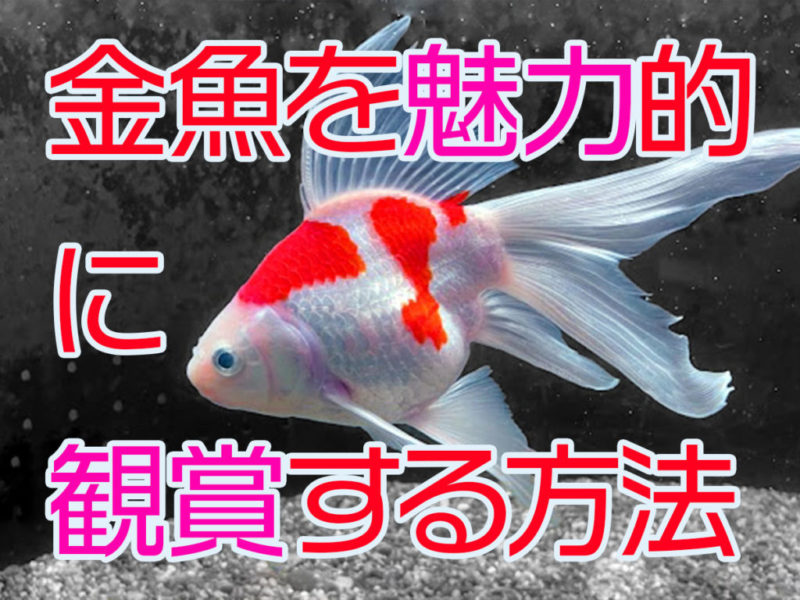 金魚を魅力的に観賞する方法の文字入り見出し画像
