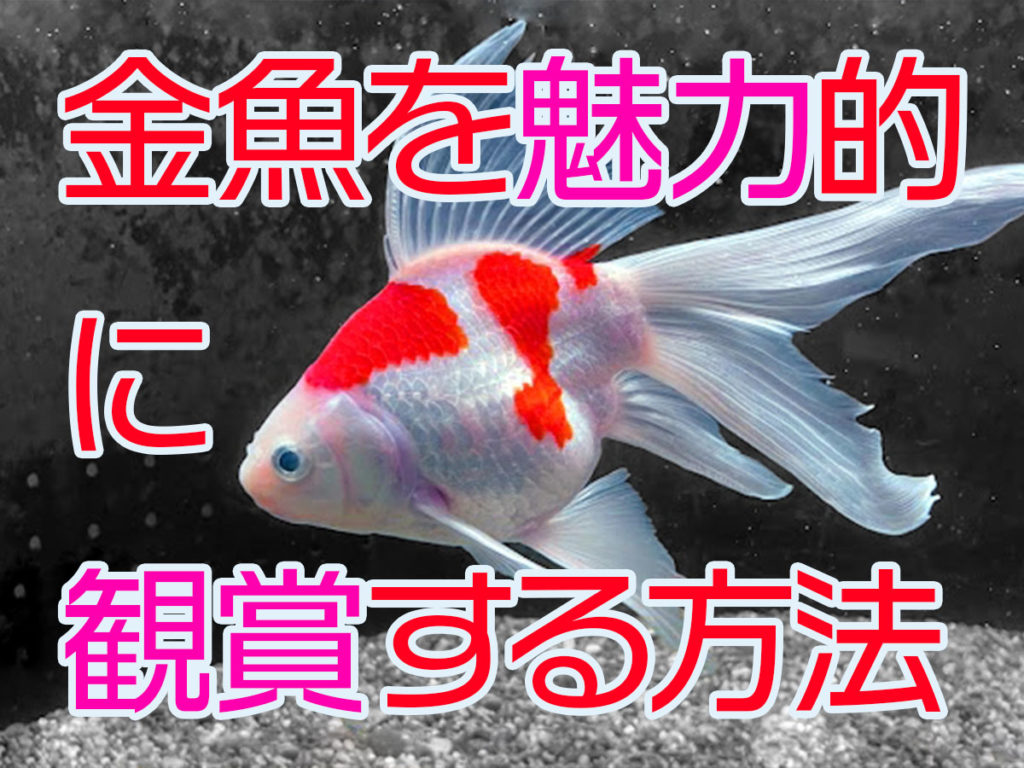 金魚を魅力的に観賞する方法!鑑賞性を上げる飼育環境や水草も解説のサムネイル画像
