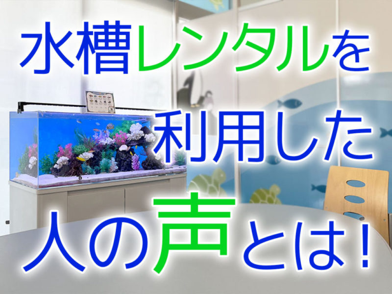 水槽レンタルを利用した人の声とは!の見出し画像