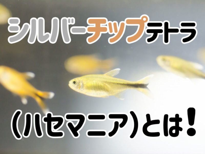 シルバーチップテトラ(ハセマニア)とは!の見出し画像