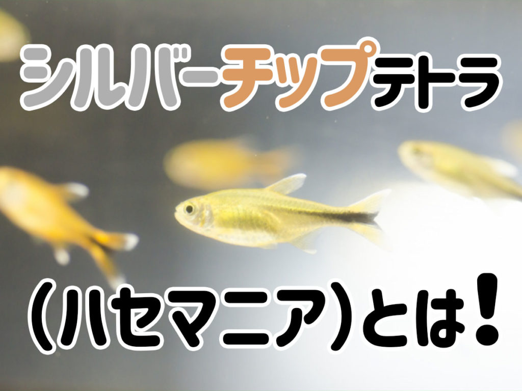 シルバーチップテトラ（ハセマニア）とは！特徴や飼育、性格と混泳を解説のサムネイル画像