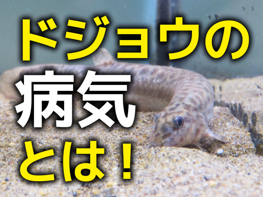 ドジョウの病気とは！ドジョウで見られる病気8種と病気対策のサムネイル画像