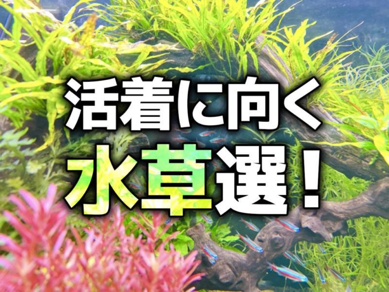活着に向く水草選の見出し画像と流木に群れる小型カラシン