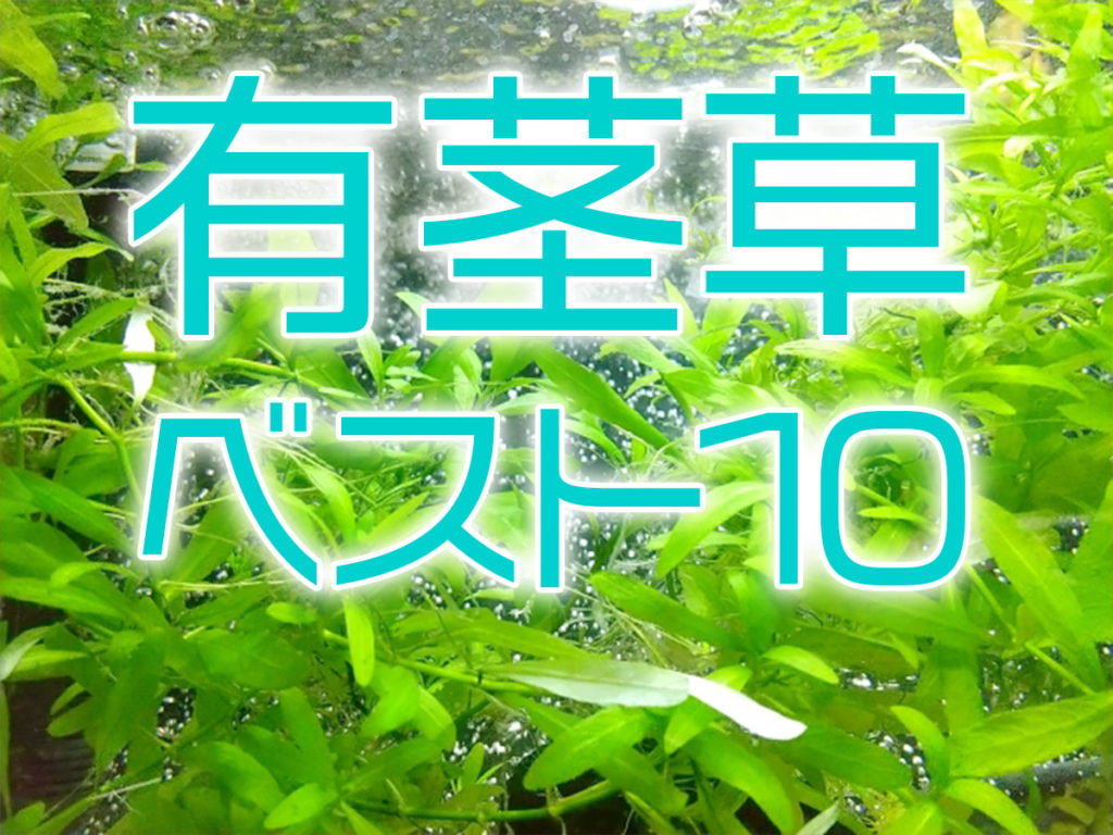美しい有茎草とは！特徴と初心者におすすめな有茎草ベスト10のサムネイル画像