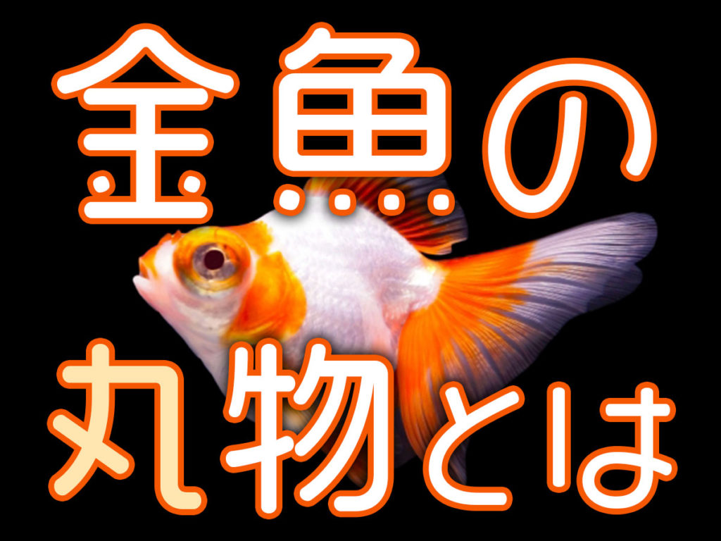 金魚の丸物とは？丸い金魚の特徴からおすすめ品種までご紹介しますのサムネイル画像
