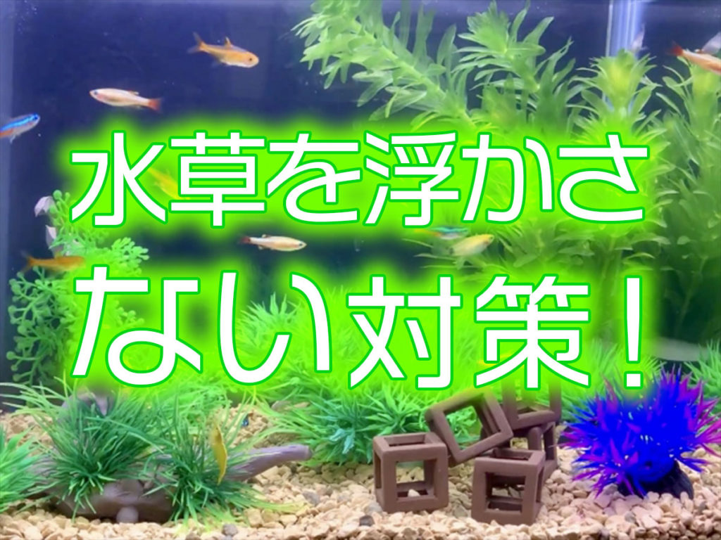 植えた水草が浮いてしまう！対策と浮かないように水草を植え込む方法！のサムネイル画像