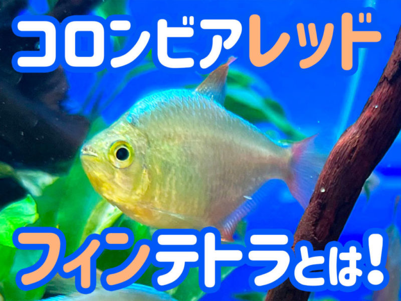 コロンビアレッドフィンテトラとは!の文字入り画像