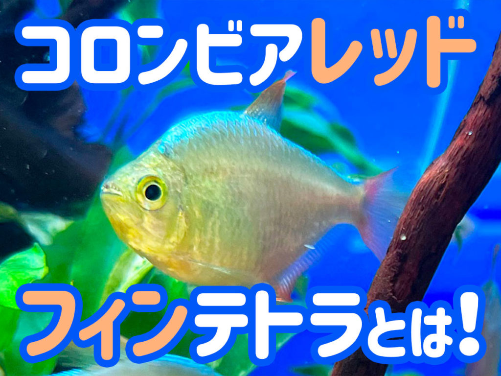 コロンビアレッドフィンテトラとは!特徴から飼育環境、繁殖についてのサムネイル画像