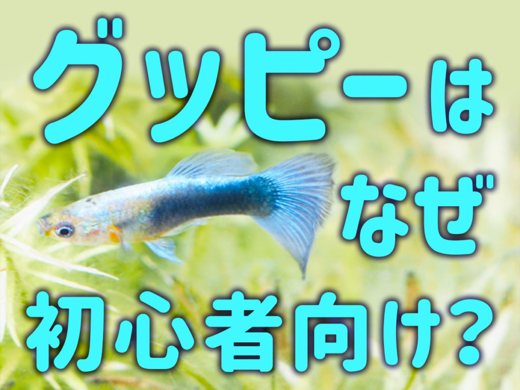 グッピーは簡単?初心者向けと言われる理由や注意ポイントを解説のサムネイル画像