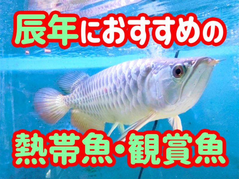 辰年におすすめの熱帯魚・観賞魚の見出し画像