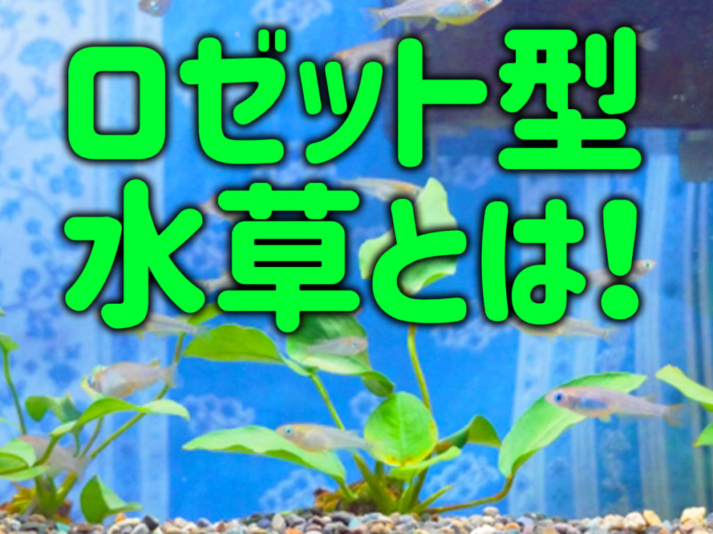 丈夫で育てやすいロゼット型水草の特徴と初心者におすすめ種類ベスト10のサムネイル画像
