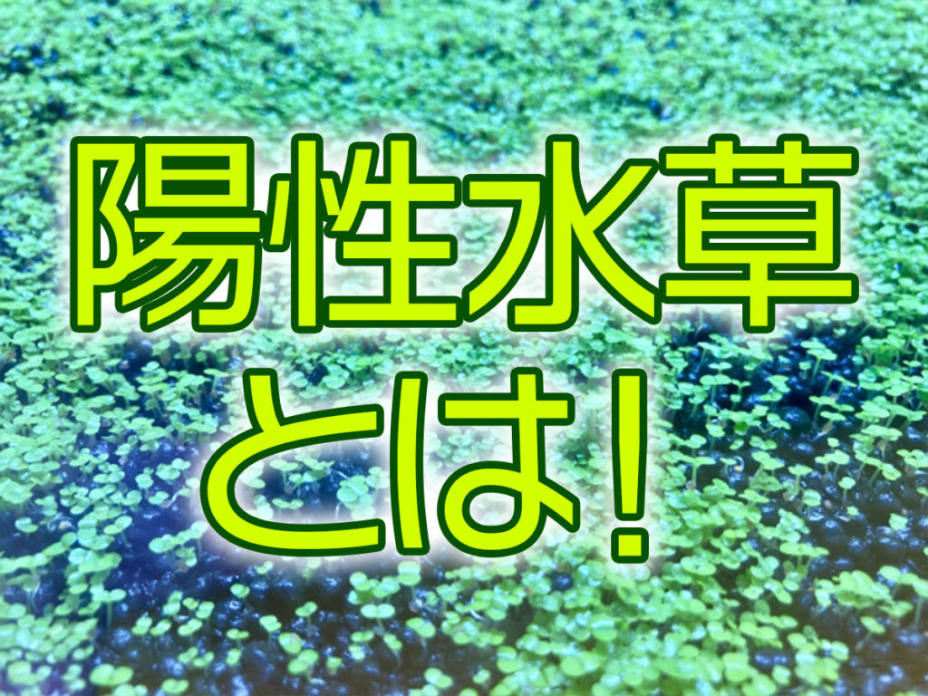 陽性水草とは！明るい環境を好む水草の特徴とおすすめ7選！のサムネイル画像