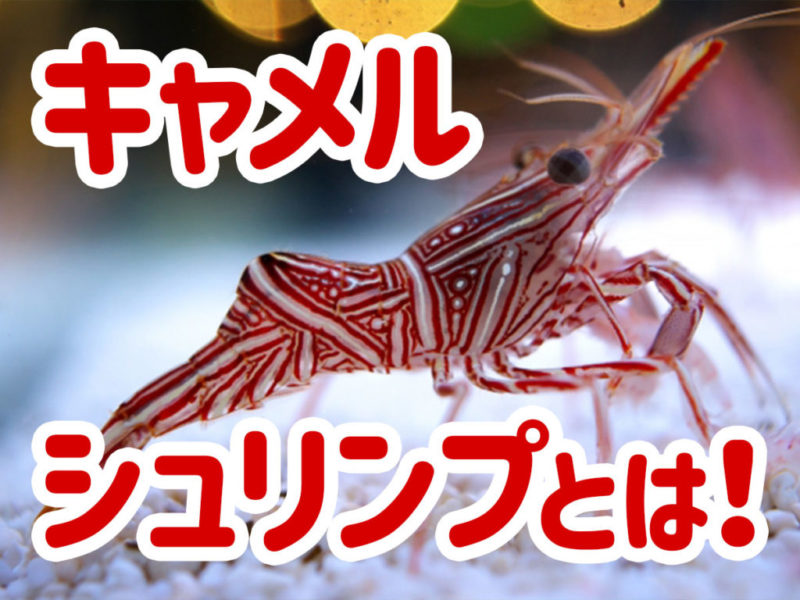 キャメルシュリンプとは!の文字とエビの見出し画像