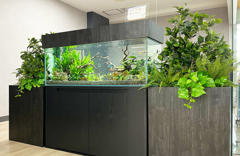 観葉植物に囲まれた大型水槽と黒い水槽台のレイアウト