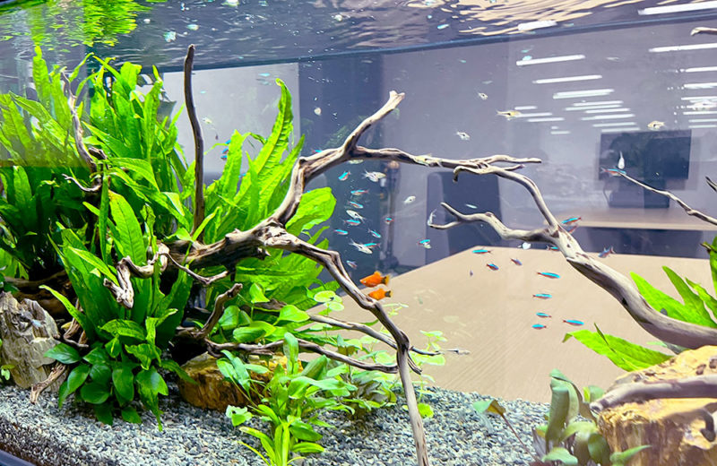 流木と水草にネオンテトラの仲間が泳ぐオフィス水槽