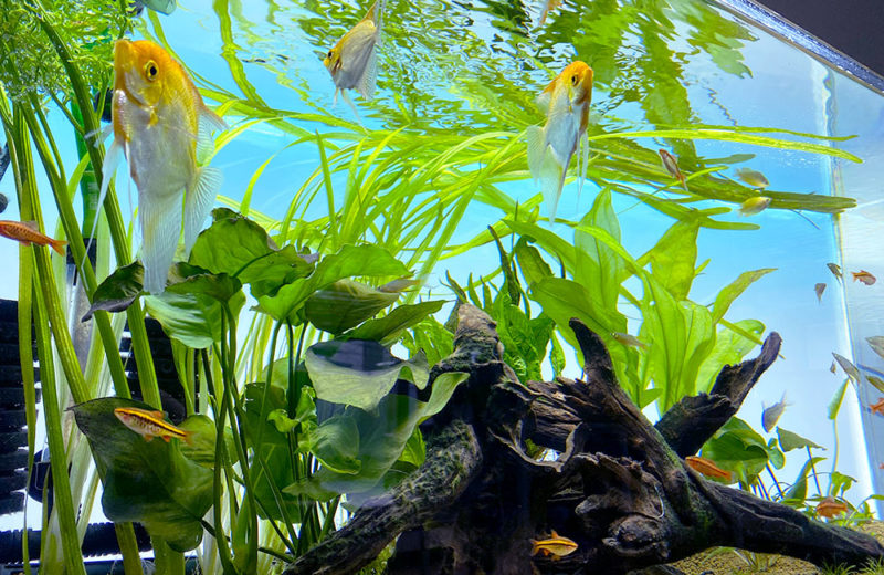 流木と水草が茂る水槽内を泳ぐエンゼルフィッシュの仲間