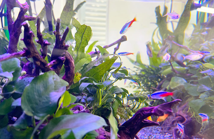 水草や流木の間を泳ぐネオンテトラの仲間と小型熱帯魚
