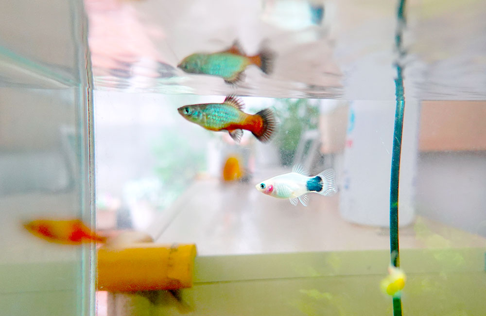 水槽の水面付近を泳ぐメダカの仲間と小型熱帯魚の群れ