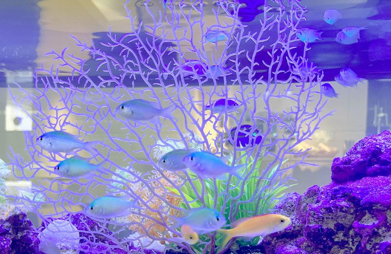 スイトピアアクオン様のエントランスに設置！120cm海水魚水槽 水槽画像３
