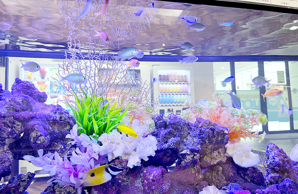 サンゴ模型と海水魚が泳ぐ明るい海水水槽のレイアウト