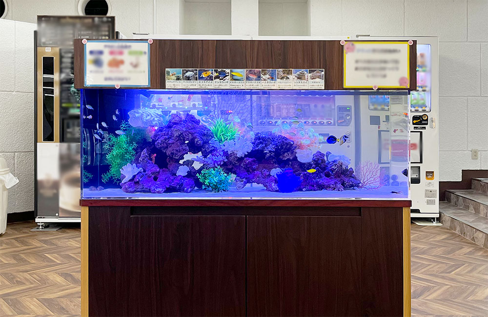 青い照明に照らされた海水魚水槽と木目調の水槽台