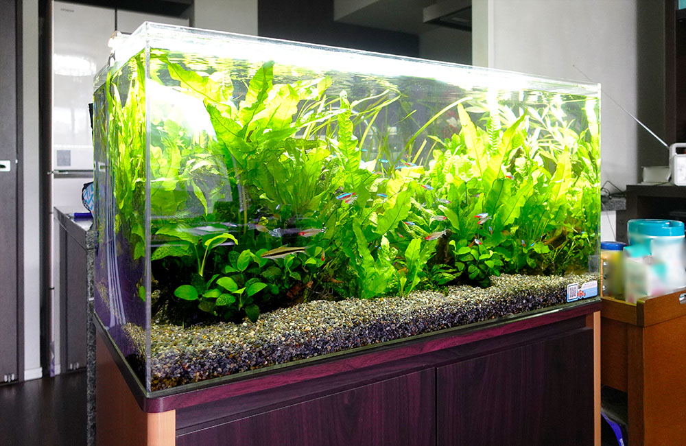 水草が茂る水槽内を泳ぐネオンテトラの仲間と小型熱帯魚
