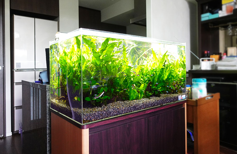 水草が茂る水槽と木目調のキャビネットがあるリビングの風景