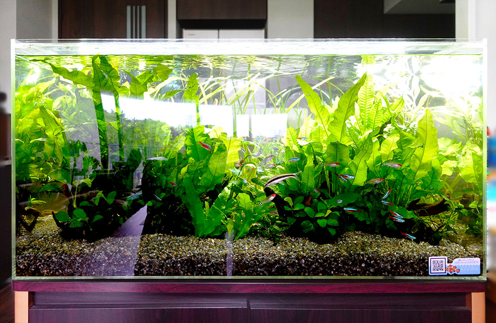 プロが丁寧に管理する水草水槽