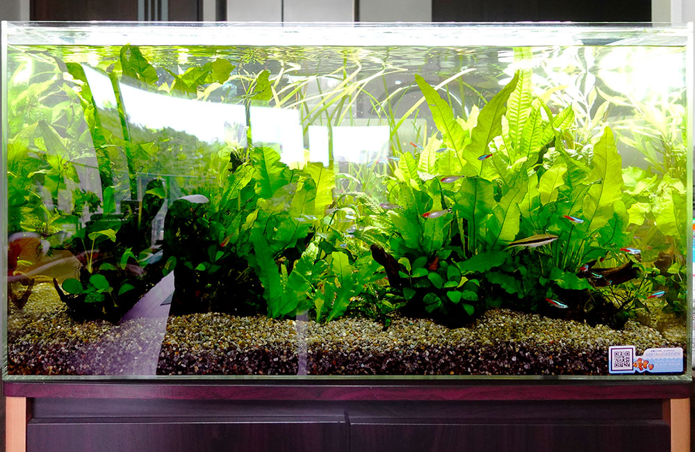 水草が茂る水槽内を泳ぐネオンテトラの仲間と小型熱帯魚
