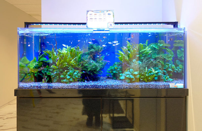 株式会社ワールドスカイ様の120cm淡水魚水槽レンタル事例・その後 水槽画像2