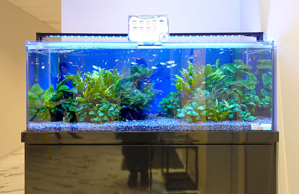 水草とネオンテトラの仲間が泳ぐ大型の熱帯魚水槽