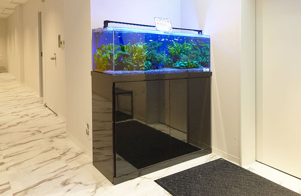 株式会社ワールドスカイ様の120cm淡水魚水槽レンタル事例・その後のサムネイル画像