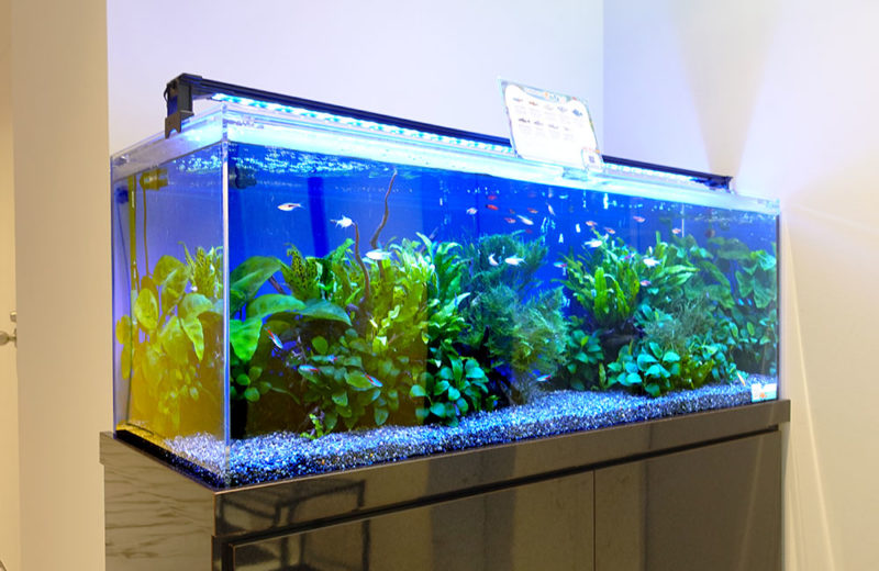 株式会社ワールドスカイ様の120cm淡水魚水槽レンタル事例・その後 水槽画像3