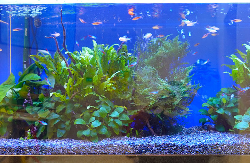 株式会社ワールドスカイ様の120cm淡水魚水槽レンタル事例・その後 水槽画像4