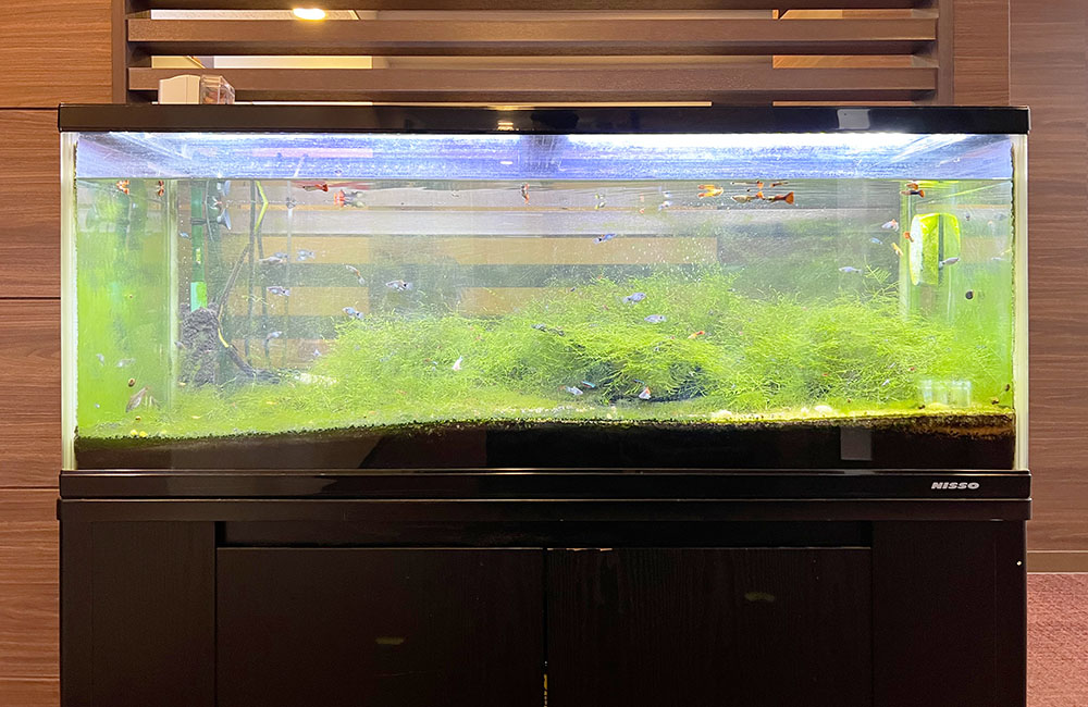 グッピーと水草が茂る大型の横長水槽と黒い水槽台