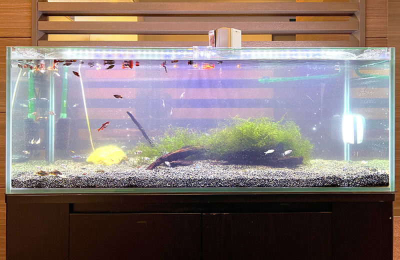 120cm水槽の入れ替え事例!企業様の水槽をスポットメンテナンス 水槽画像4