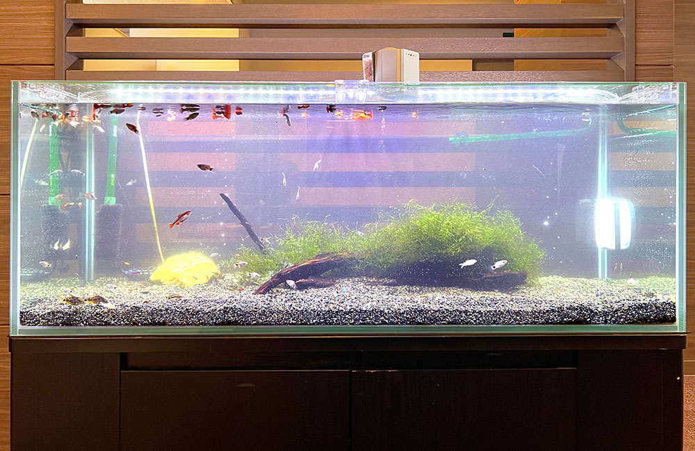 流木と水草を配置したグッピーが泳ぐ大型水槽の全景