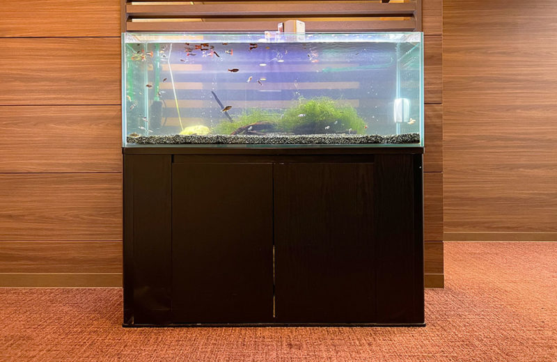 120cm水槽の入れ替え事例!企業様の水槽をスポットメンテナンス 水槽画像2