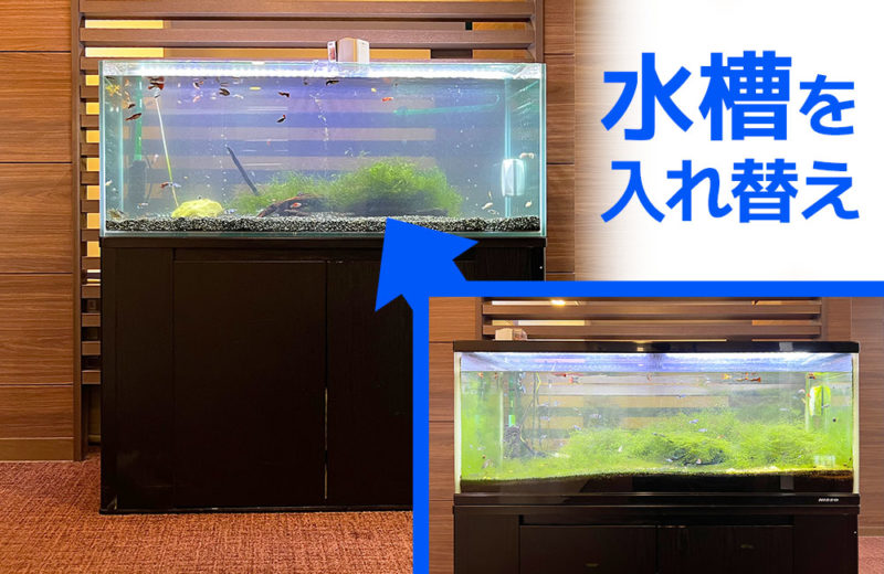 120cm水槽の入れ替え事例!企業様の水槽をスポットメンテナンス 水槽画像1
