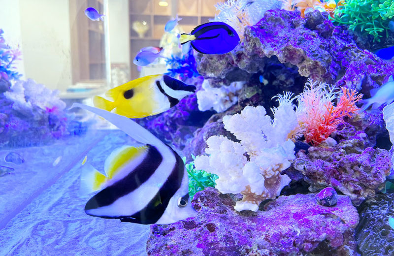 なおしデンタルクリニック様の85cm埋め込み水槽！海水魚が鮮やかです 水槽画像４