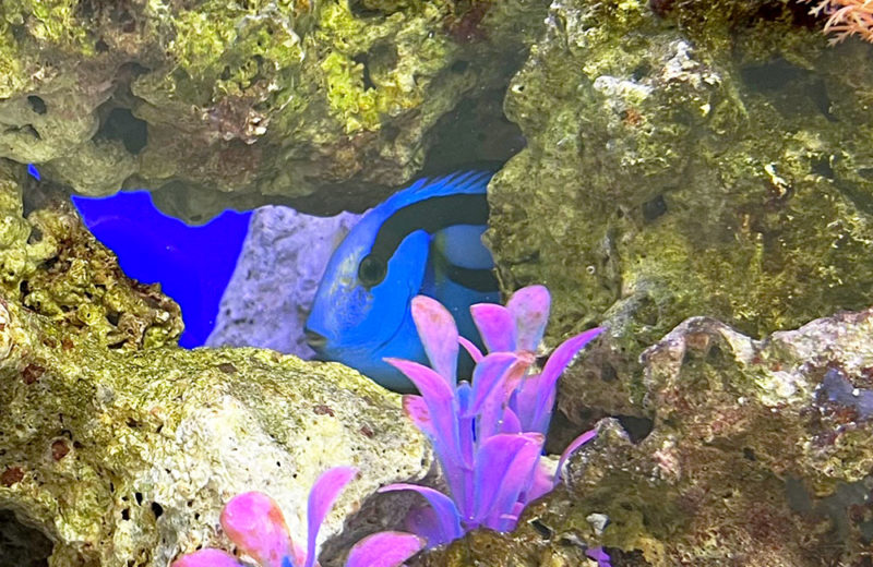 企業様の水槽を入れ替え・リニューアル!90cm海水魚水槽 水槽画像4