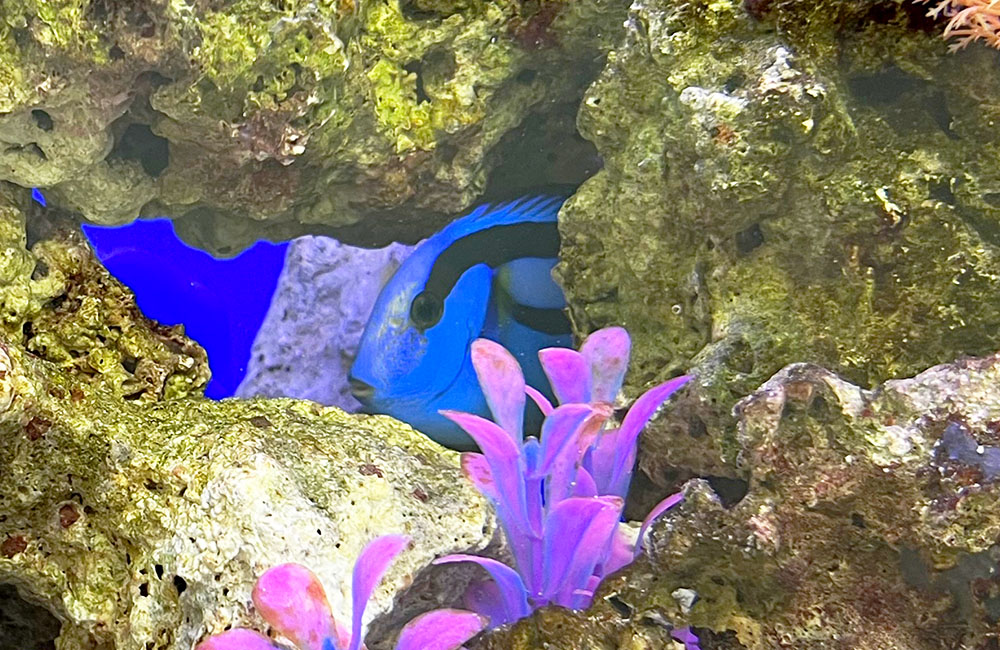 ライブロックの隙間に隠れる青い海水魚と紫の水草風装飾